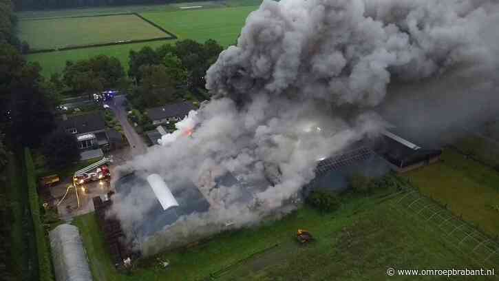 Enorme brand in witlofkwekerij: vlammen slaan uit dak en dikke rookwolken