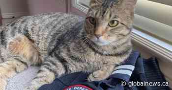 Cat that jumped from 5th-floor balcony to escape blaze adopted by Edmonton fire dispatcher