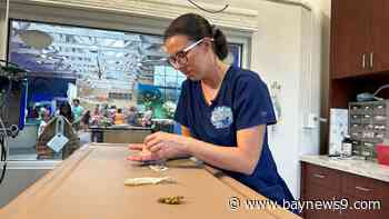 Florida bans balloon releases to protect turtles, marine life