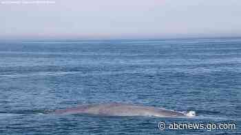 WATCH:  Massive blue whale seen off the coast of Massachusetts in rare back-to-back sightings