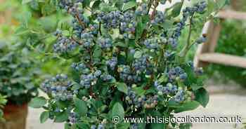 You Garden: Blueberry grow your own kit offer saving £10