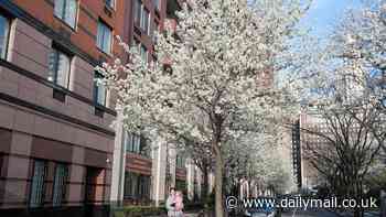 People are grossed out after learning a common tree in the US lets off a VERY rude smell... have you come across it?