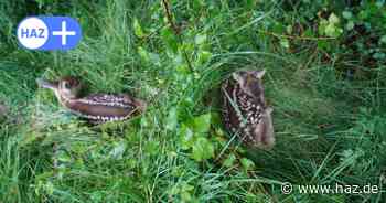 In der Leinemasch Hannover helfen Drohnen Kitze zu retten