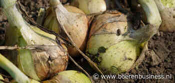 Debutant UienConnect presenteert prima poolprijs