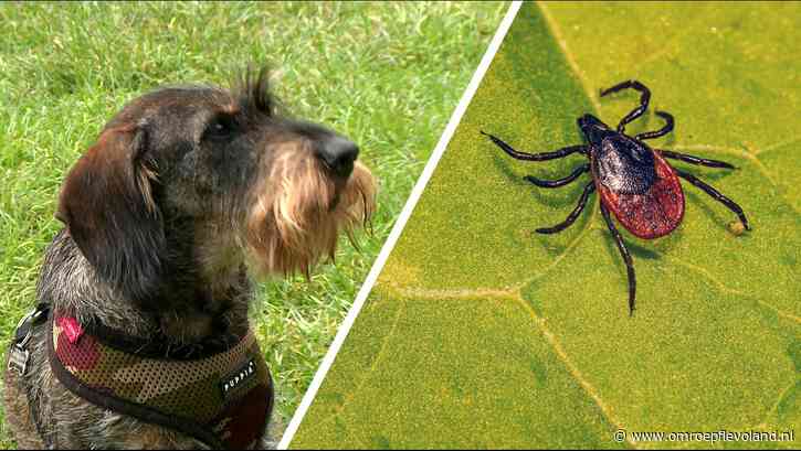 Flevoland - Zo bescherm je je huisdier tegen tekenbeten: 'Voorkomen is beter dan genezen'