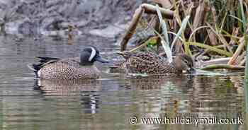 Rare blue-winged teal spotted attempting to breed in East Yorkshire - a UK first