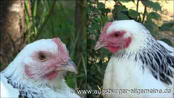 Streit wegen Huhn eskaliert: 78-Jährige geht auf 13-Jährige los