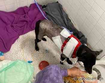 Toronto man recounts coyote attack on his dog, expresses frustrations