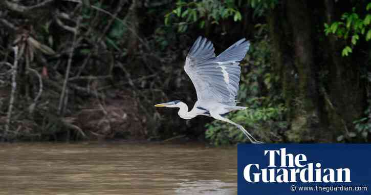 Ecuador court rules pollution violates rights of a river running through capital