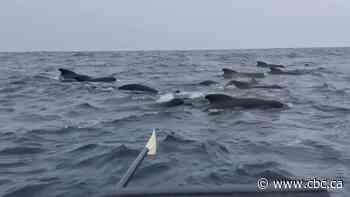 #TheMoment a rower was swarmed by whales while crossing the Atlantic