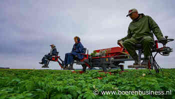 Meer pootaardappelen in klasse verlaagd dan in 2023