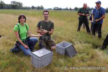 Wulpen uitgezet in Bree: “Mijlpaal in strijd tegen uitsterving”