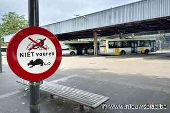 Boete voor duiven voederen aan station Genk: “Voedsel trekt ratten aan”