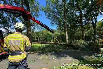 Amerikaanse eiken sneuvelen in Witte Hoeve