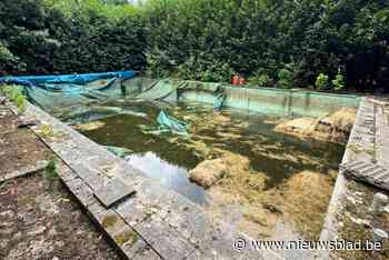 Brandweer redt paard uit zwembad in Helchteren: “Vier uren aan gewerkt”