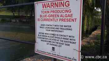 Don't touch the water at Pier 4 or let your dog drink it after blue-green algae bloom, expert says