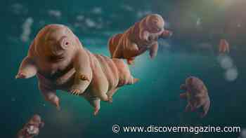 Tarigrades, or Water Bears, May Help Unlock Slowing the Aging Process in Humans
