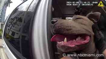‘Let's get out of here': Bodycam video shows Florida officer rescue dog locked in hot car