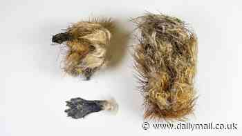 Species declared extinct in the US after hurricanes ravaged the South