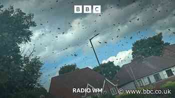 Swarm of bees seen across the West Midlands
