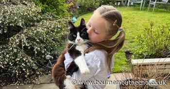 Ragdoll cat missing for more than a month reunited in Dorset