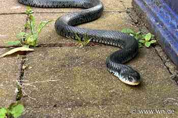 Unerwarteter Gartenbesuch in Hiltrup-Ost
