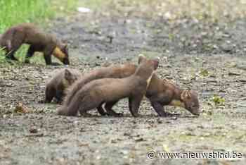 Boommarters gespot in Elsenbos
