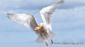 Your ice creams are safe for now! Seagulls living in busy cities prefer seafood, study finds