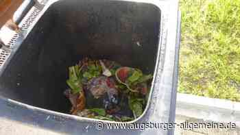 Wie sich der Madenbefall in der Biotonne vermeiden lässt