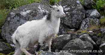 Ancient Northumberland wild goat added to rare breeds watchlist with aim of supporting conservation