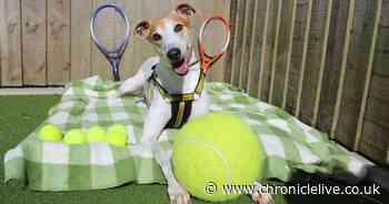 Meet the 'super sweet' North East rescue dog waiting to meet his match and find a forever home