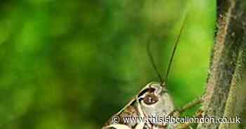 Nature Notes: Listen out for the grasshopper’s song