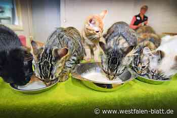 Tierheim Bielefeld zwei Tage geschlossen
