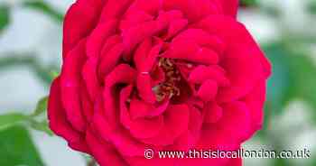 Grow stunning red roses and spare your wallet with You Garden