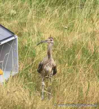 Bree: Succesvolle vrijlating van wulpen in Bree