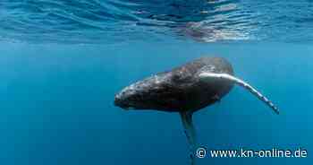 Buckelwal vor Baltrum: Seltener Besuch bei deutscher Nordsee-Insel
