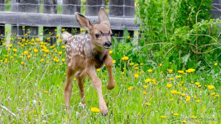 Oh Deer! Alberta wildlife facility full of fawns after unintentional deer-nappings