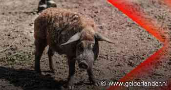 Nijmegenaar (36) opgepakt bij drugslab • Dit wolvarken zoekt huis en is gratis op te halen, maar er geldt één voorwaarde