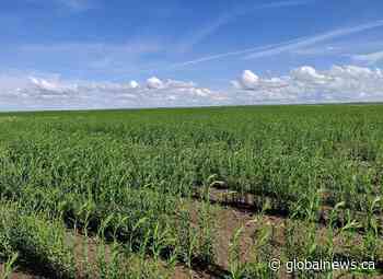 Saskatchewan crops in good condition overall: report