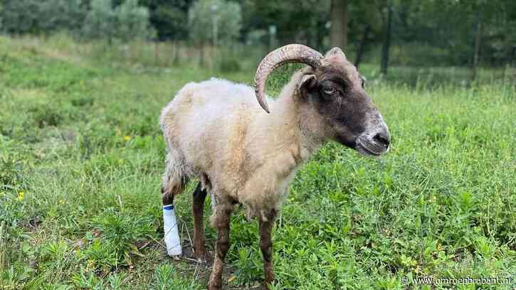 Het Jeroen Bosch Ziekenhuis heeft een bijzondere cliënt geholpen