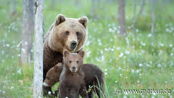 Bären-Attacke in Norditalien: Tier greift Mutter und ihre drei Kinder an