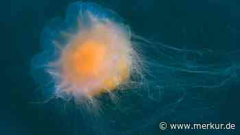 Feuerquallen im Meer: Was tun, wenn man mit dem Nesseltier in Berührung kam?