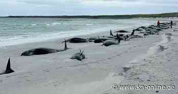 Schottland: Über 70 Grindwale auf der Insel Sanday gestrandet und größtenteils gestorben
