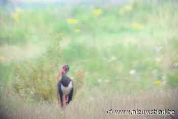 Zwarte ooievaar gespot in Maasmechelen: “Kan een pionier zijn die op zoek is naar broedgebied”