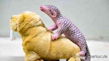 Pangolin-Baby im Prager Zoo geboren – die niedlichen „Tannenzapfen“ sind vom Aussterben bedroht