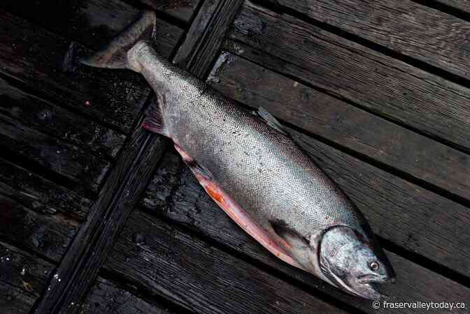 Some Alaskan salmon fisheries lose Ocean Wise label amid concern for B.C.-bound stock
