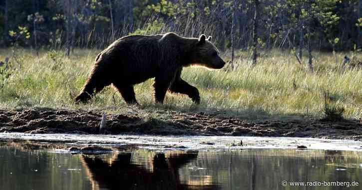 Bär tötet Frau nahe St. Petersburg – Tier erschossen