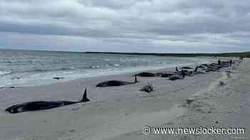 Tientallen dode grienden aangespoeld op Schots eiland