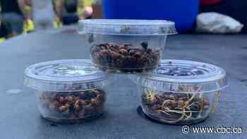 Kids gather to release ladybugs in Regina for pest control
