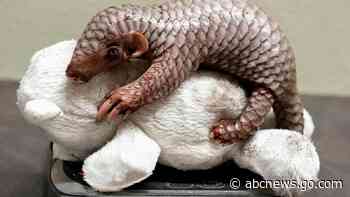 A second critically endangered Chinese pangolin is born in the Prague zoo in less than 2 years